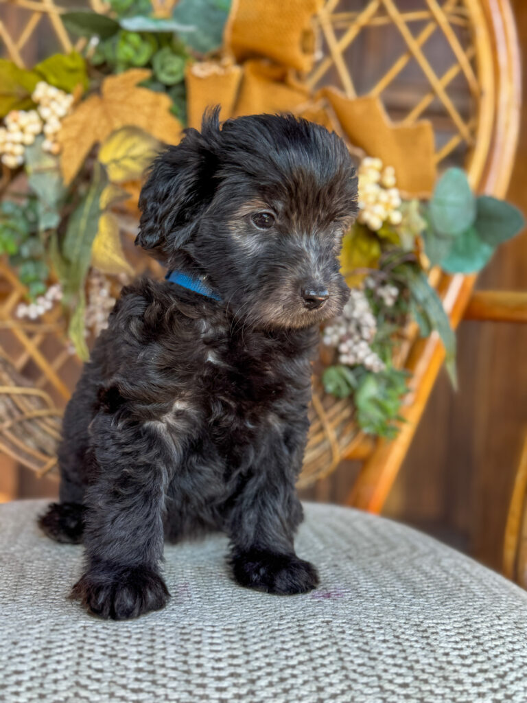 Flint, a black Mountain Goldendoodle puppy wearing a blue collar in an autumn portrait
