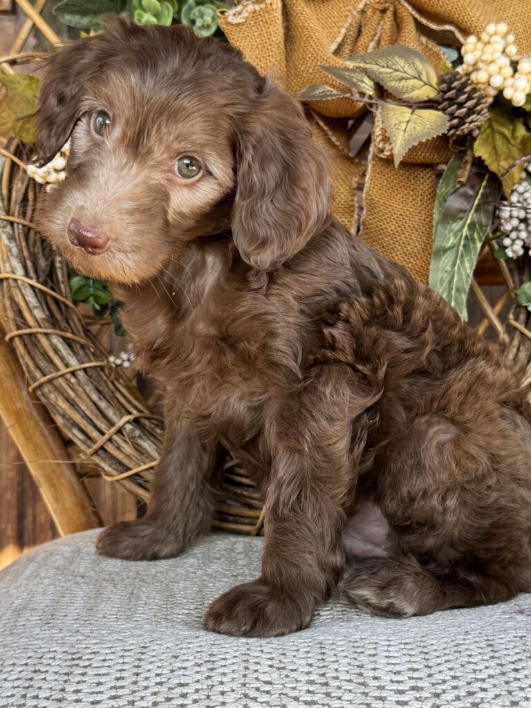 Rip, a chocolate Mountain Goldendoodle puppy with lighter facial markings and varied coat coloring