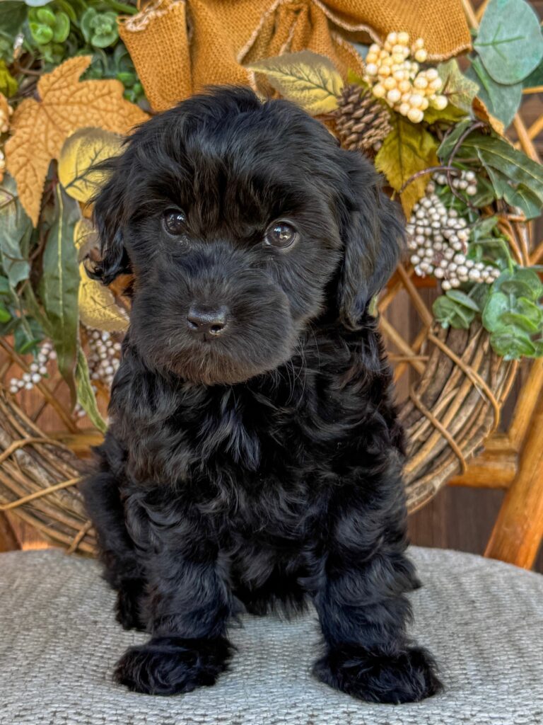 Rook, a fluffy black Mountain Goldendoodle puppy sitting in front of autumn greenery